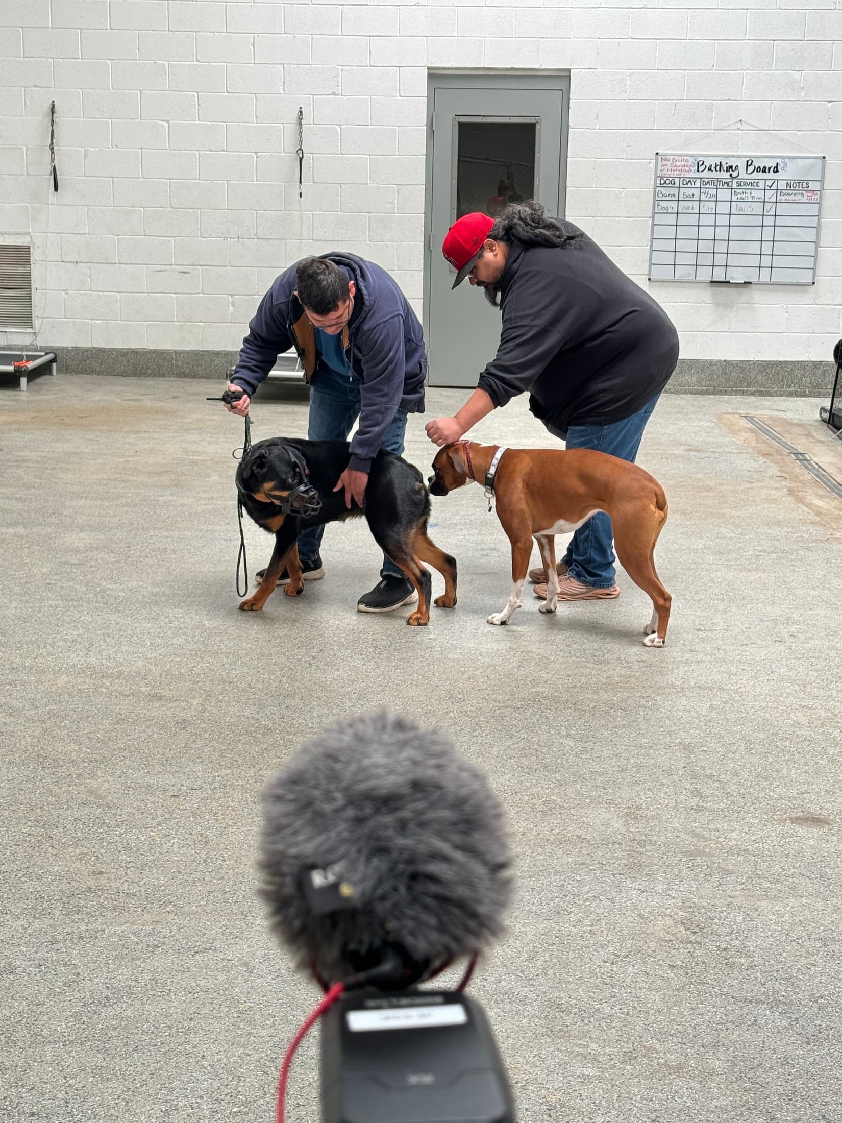 Dog Aggression Training in Chicago at Canine Perspective. Facility photograph