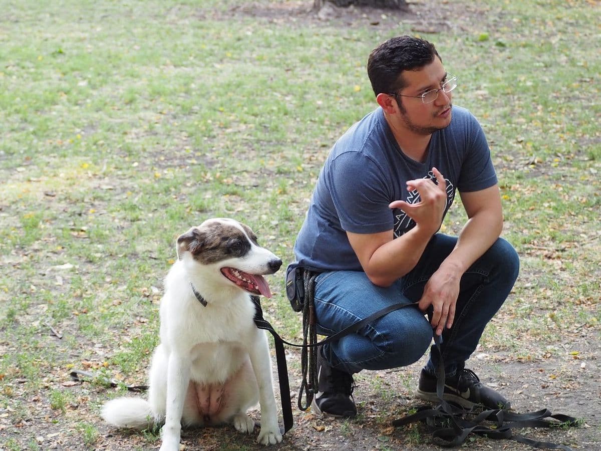 Why Dogs Don't Bite "Out of Nowhere": A Trainer's Analysis of a Child Dog Attack