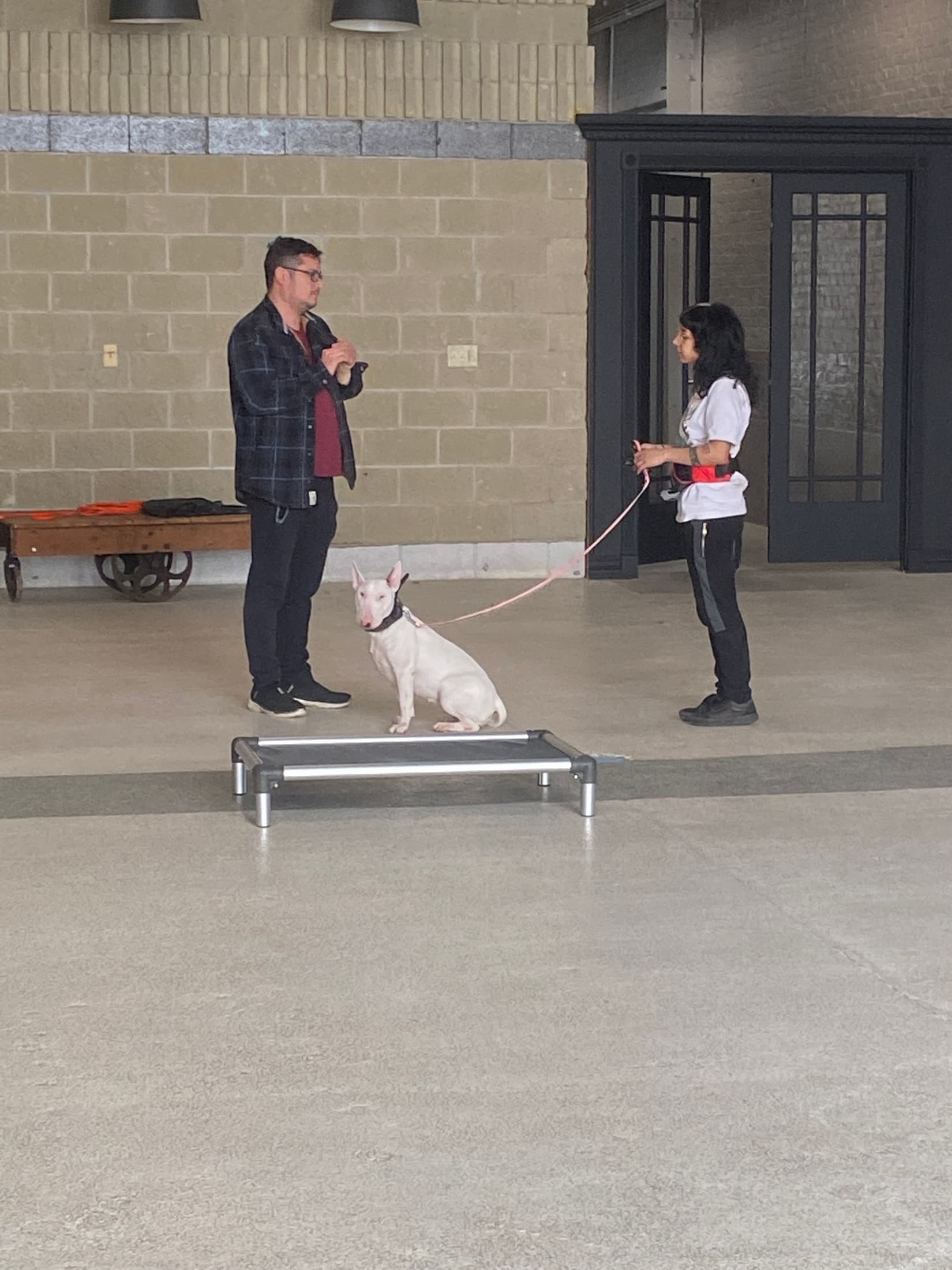 Board & Train in Chicago at Canine Perspective. Facility photograph