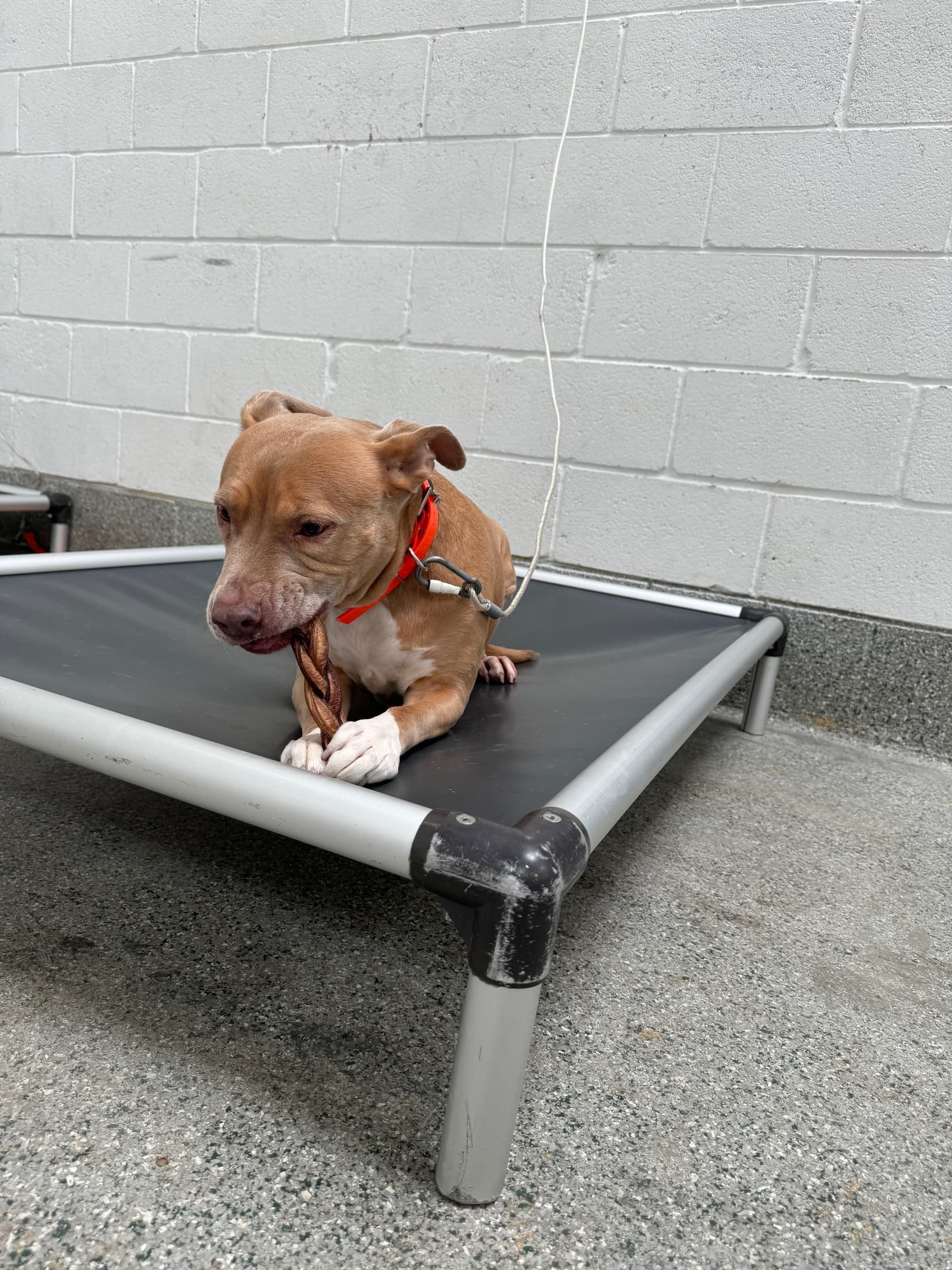 Structured Dog Boarding in Chicago at Canine Perspective. Facility photograph