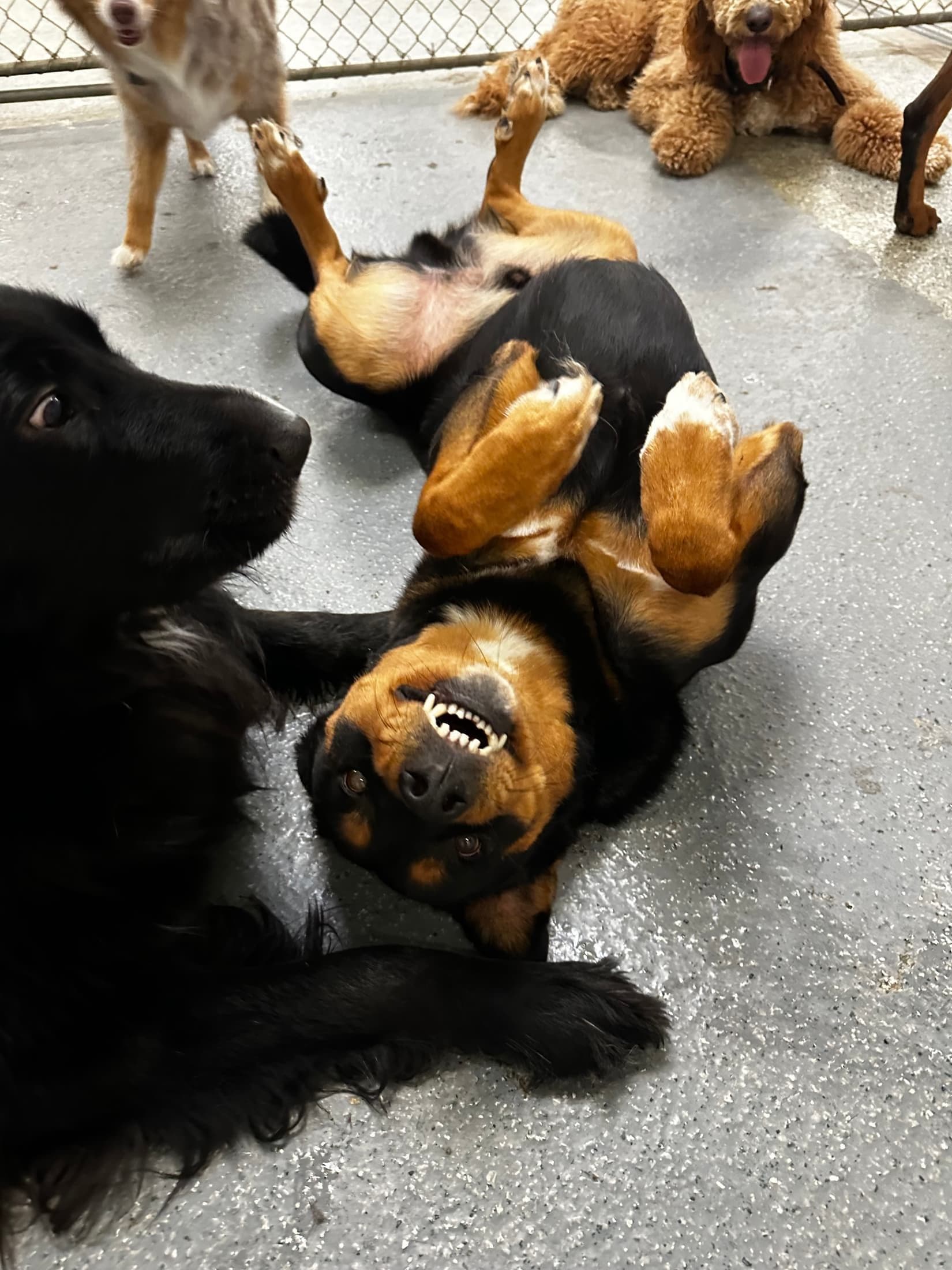 Dogs resting calmly together between playgroups at Canine Perspective in Chicago
