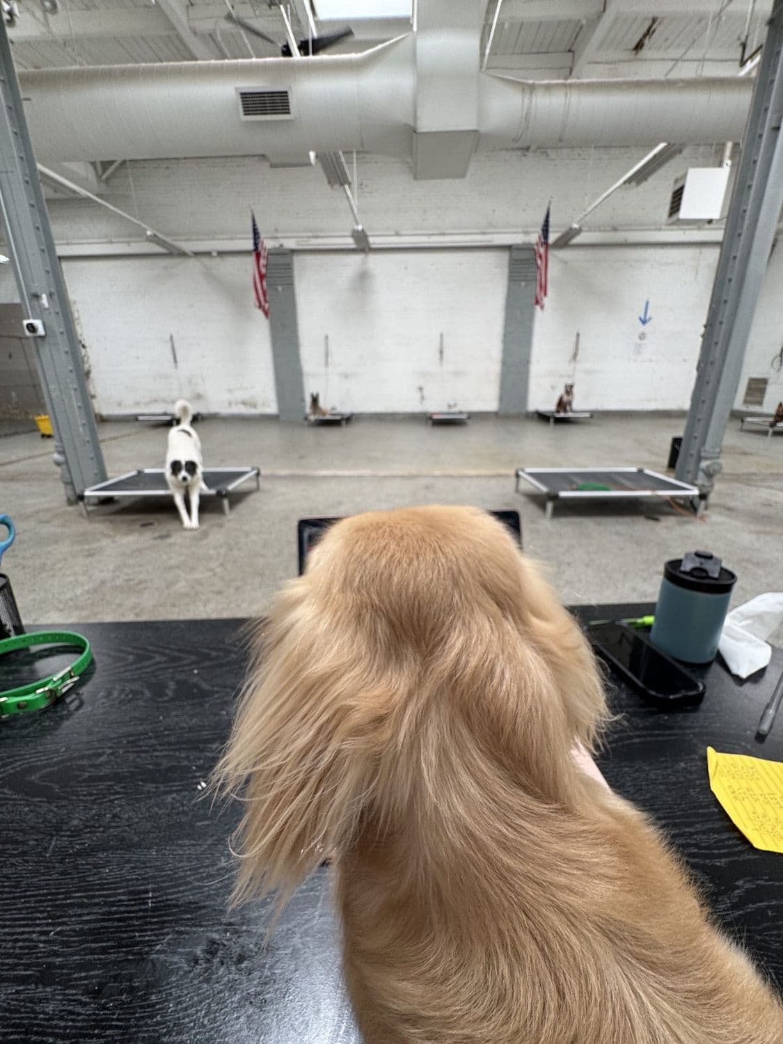 Daycare & Train in Chicago. Canine Perspective