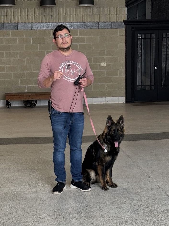 Dog Obedience Training in Chicago. Canine Perspective
