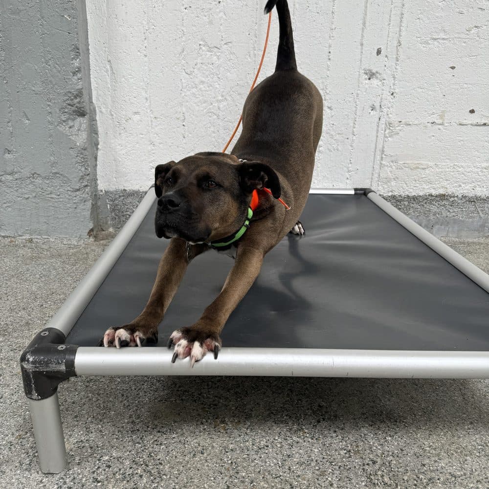 Benson, a Large working breed, after Structured daycare & boarding at Canine Perspective