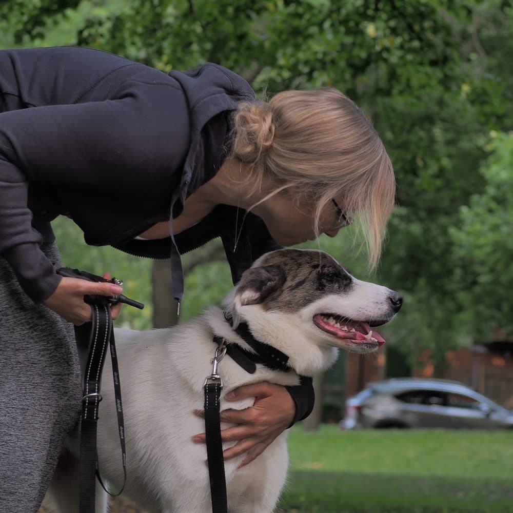 Joni after Aggression rehabilitation at Canine Perspective