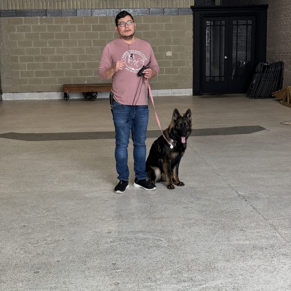 Kodiak after Board & Train at Canine Perspective