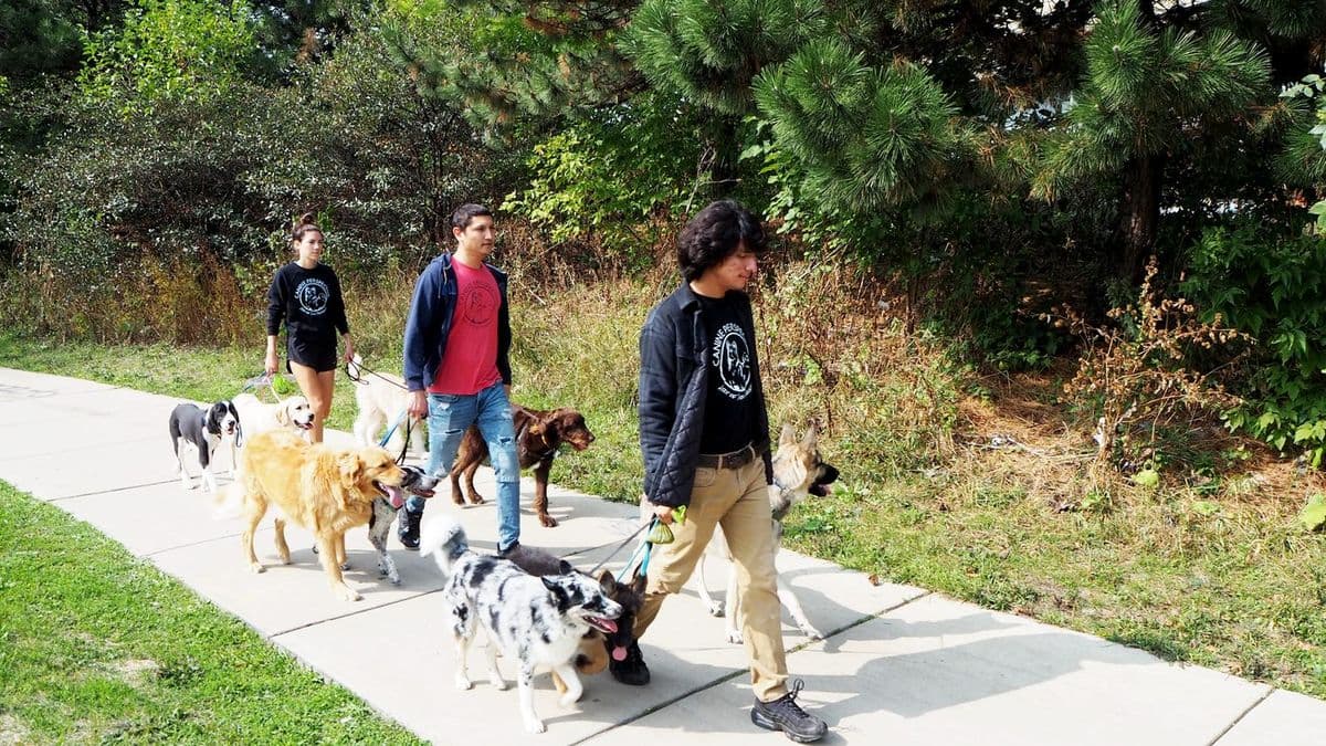 Video library of dog training outcomes at Canine Perspective