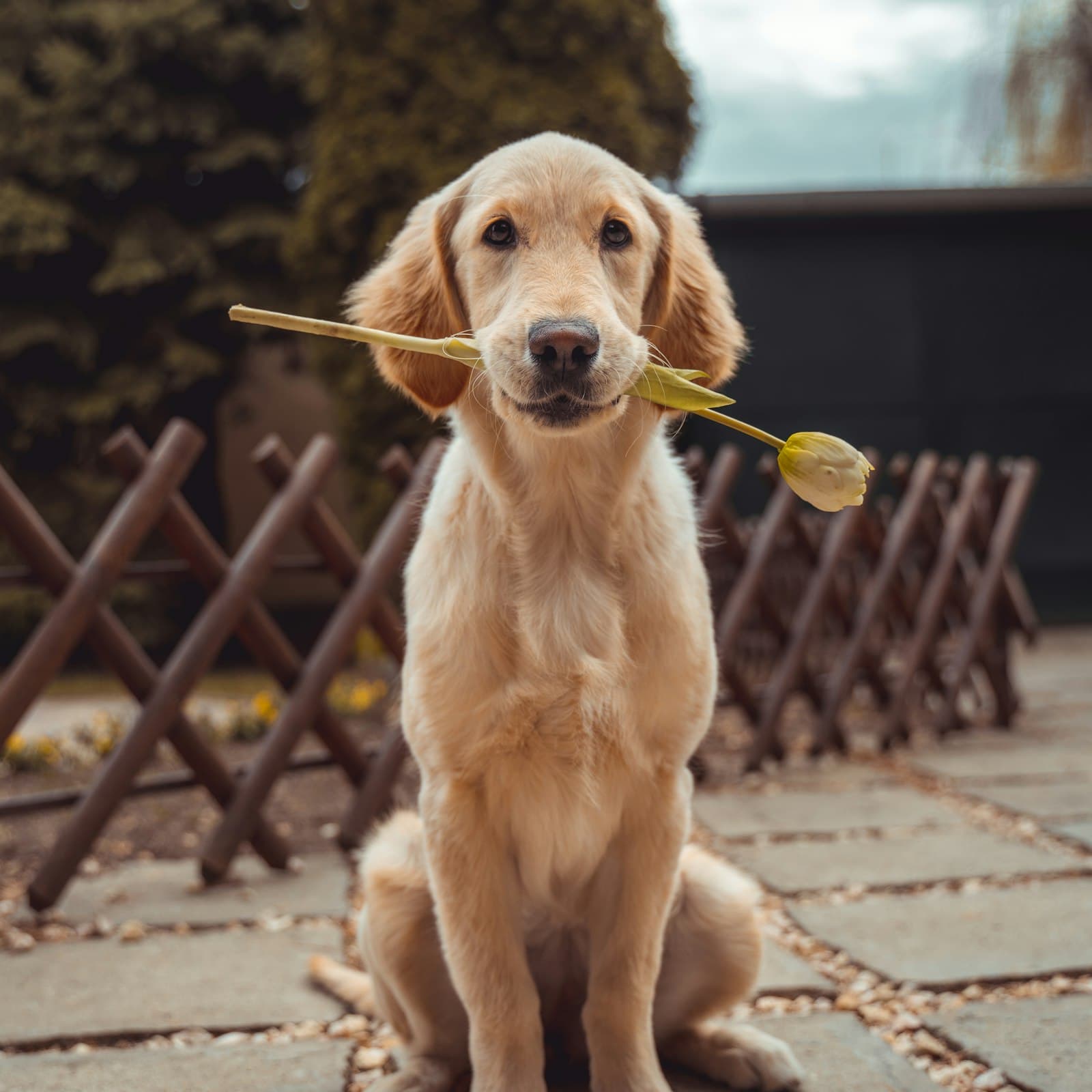 A Canine Perspective client dog