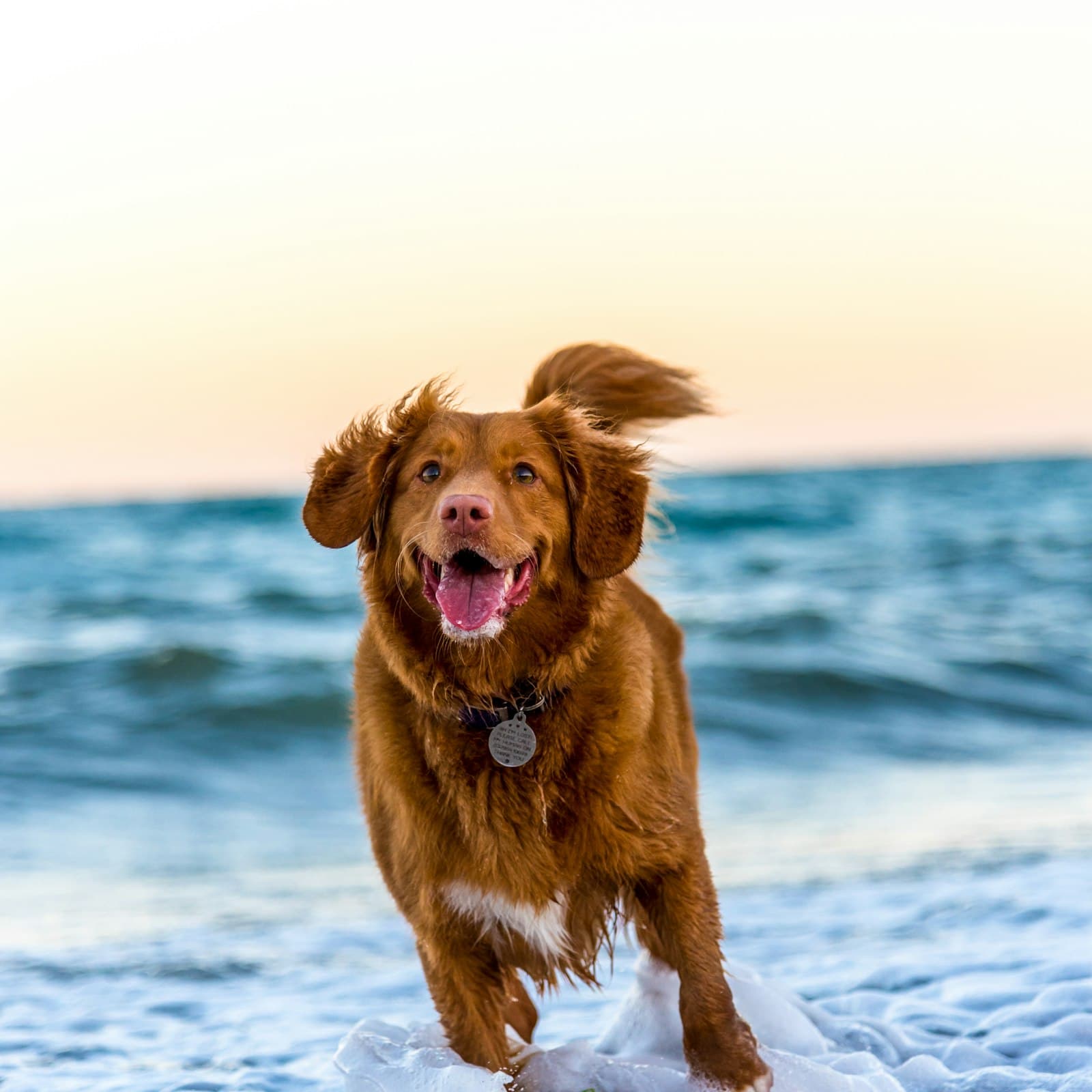 A Canine Perspective client dog
