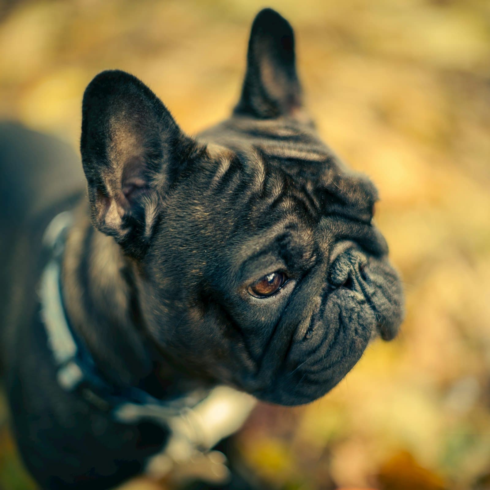 A Canine Perspective client dog