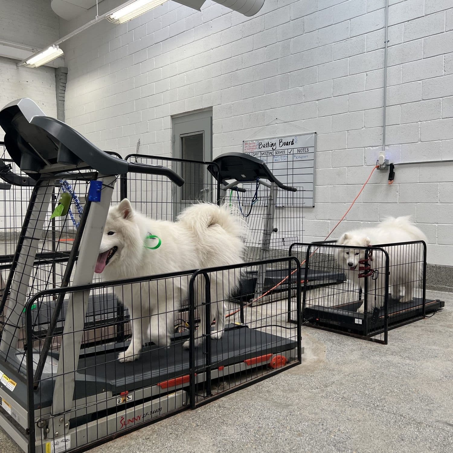Dogs doing structured, supervised treadmill work at Canine Perspective in Chicago