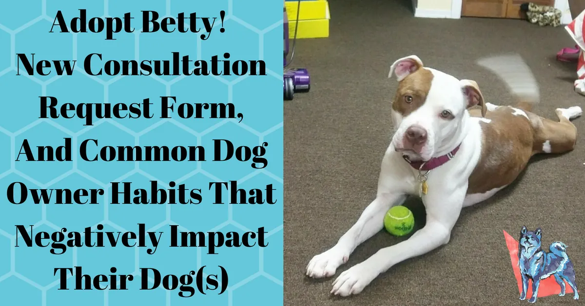 Common Dog Owner Habits That Negatively Impact Their Dog(s)
